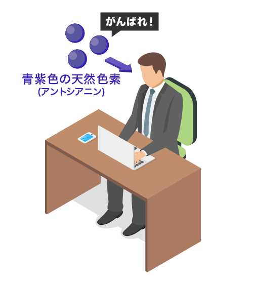 ビルベリーに含まれるアントシアニンはこのロドプシンの再合成を助ける働きがあります。