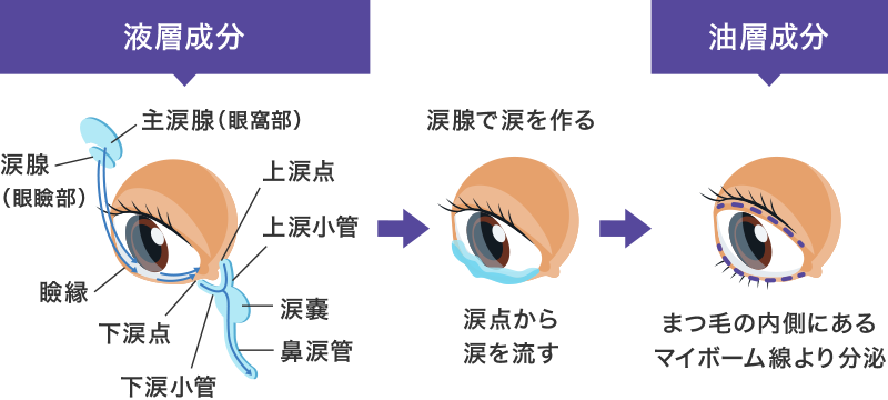 ドライアイ｜メノコトガイド｜メノコト365｜目に関するあらゆる最新情報をお届け