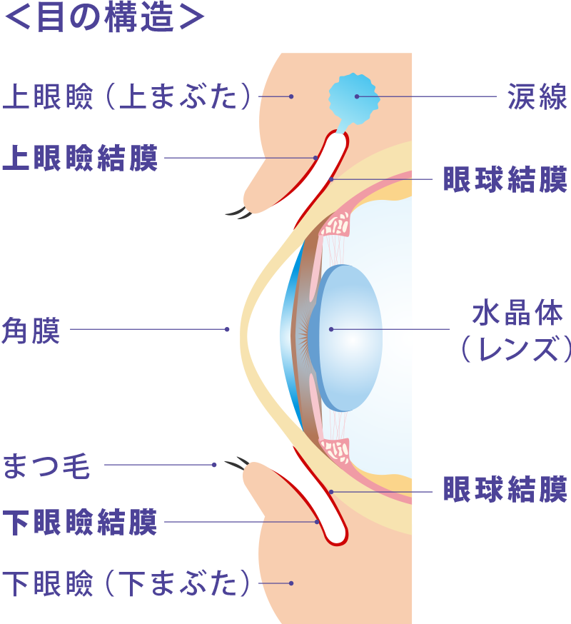 目の構造