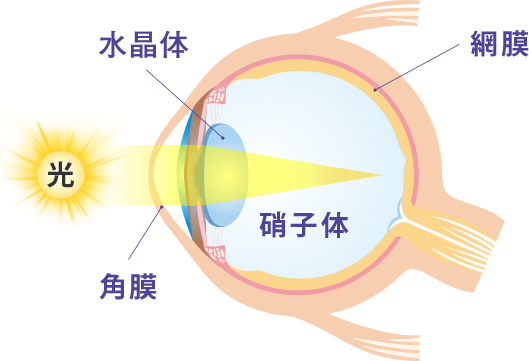 目の構造図