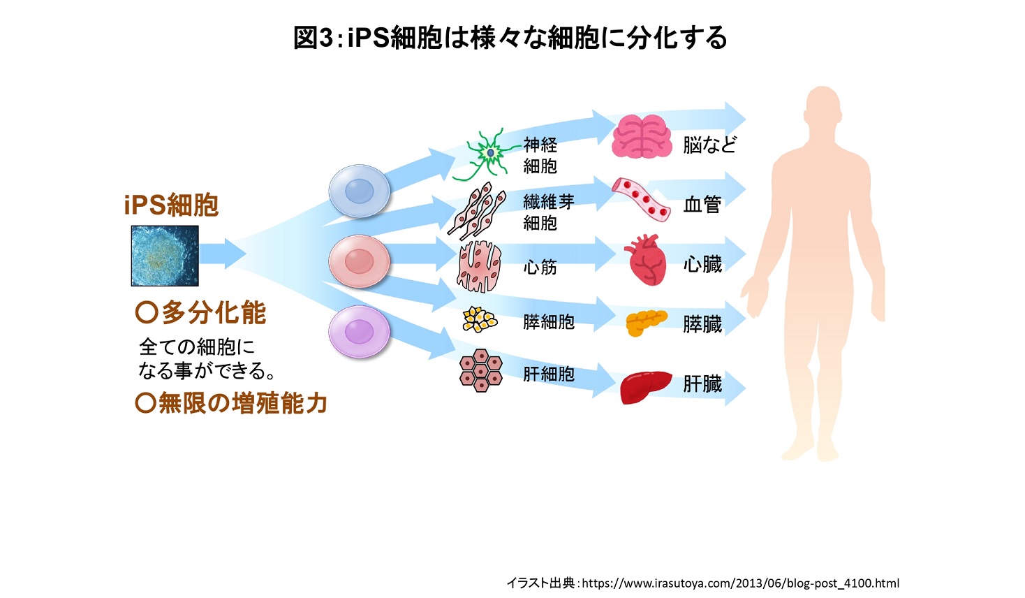 iPS細胞の分化について