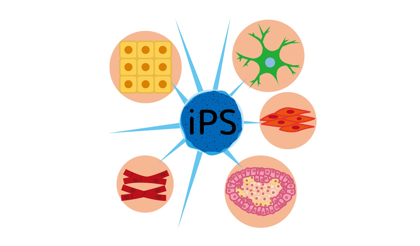 iPS細胞のイラスト