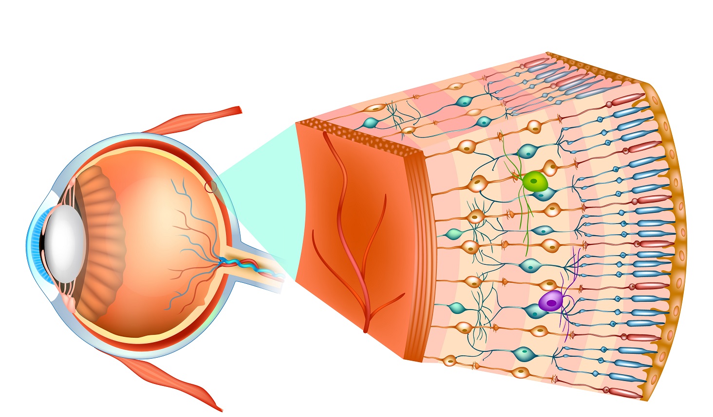 網膜にある視細胞のイラスト