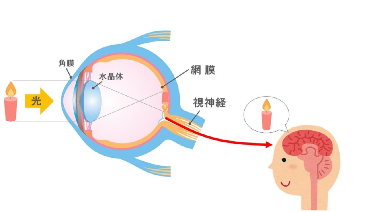 メノコト最新研究紹介 目の機能と脳の機能は関連があるかも? メノコト365 byわかさ生活 メノコト最新研究紹介 目の機能と脳の機能は関連があるかも? メノコト365 byわかさ生活