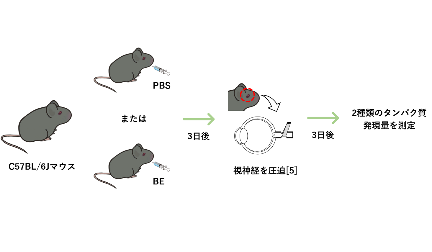 マウスの眼球で2種類のたんぱく質発言量を測定するイメージ