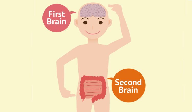 脳と腸が繋がっているイメージのイラスト
