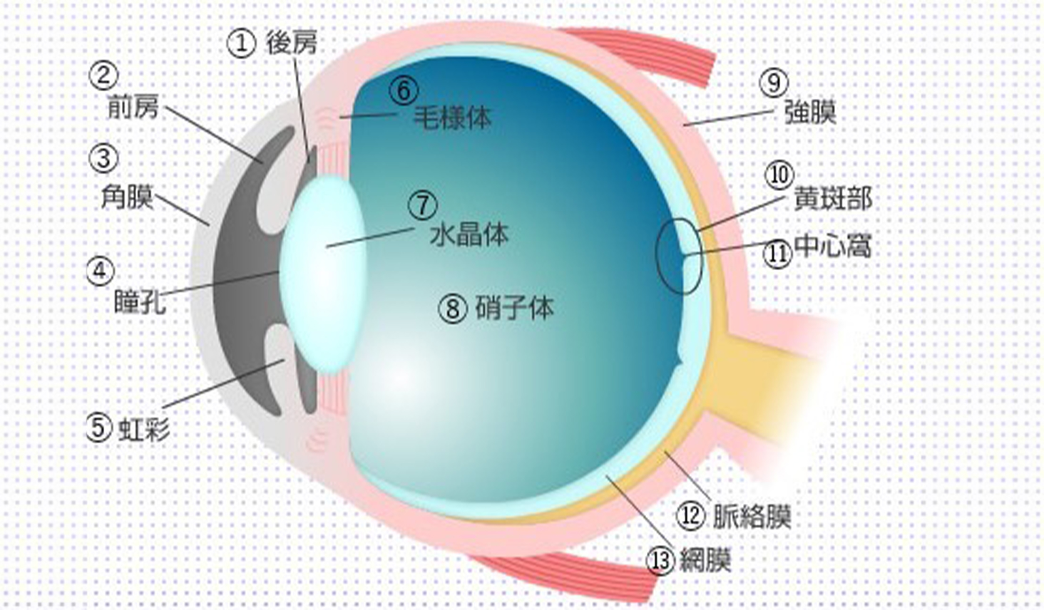 人の目の構造と部位
