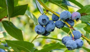 スーパーフード、ブルーベリーの実