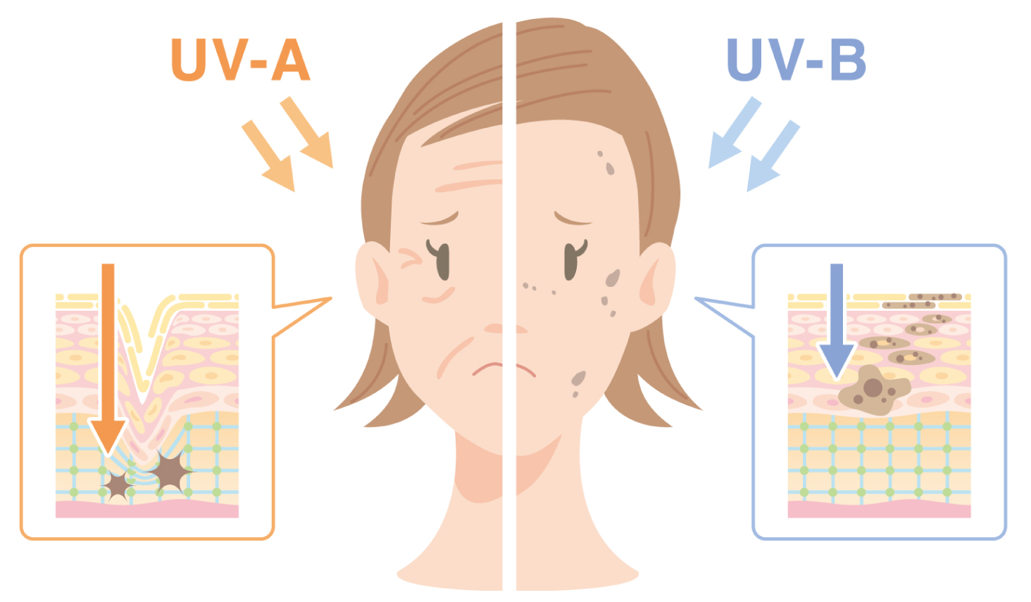 UV-A波とUV-B波の違いとお肌への影響