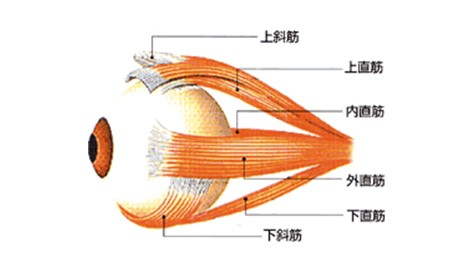 目の６つの筋肉