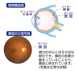 眼球構造図と眼底の正面写真