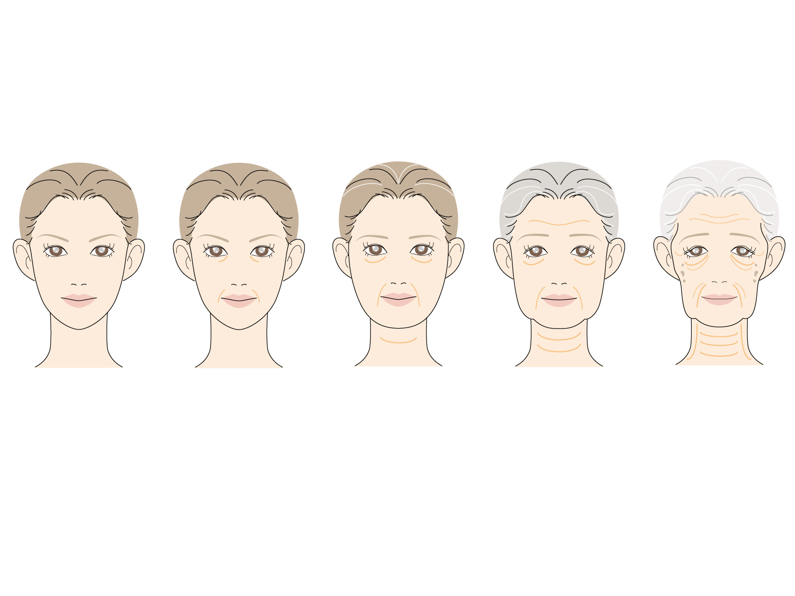 年齢とともに変化する目の形を年代別に比較したイラスト