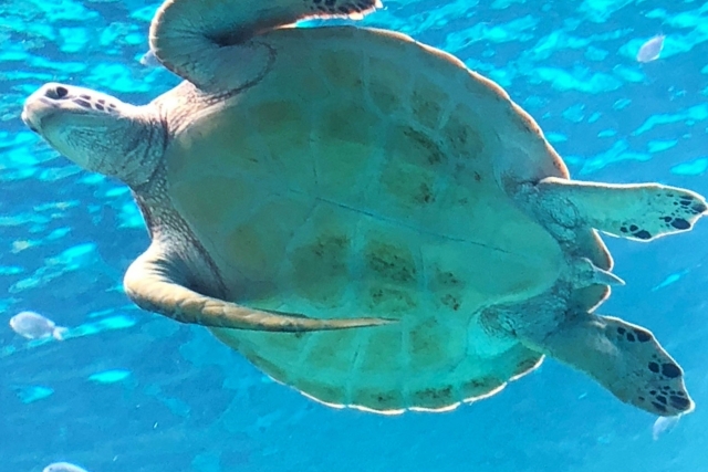 カメは非常に広い視野を持っており、特にウミガメは360度近い視野をもつといわれているウミガメの写真　目の不思議と視覚にまつわる面白い雑学