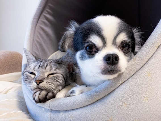 愛犬と愛猫が自宅でくつろぐ様子