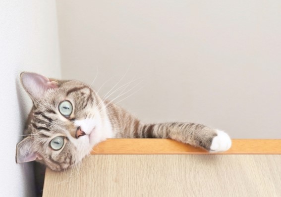 1匹の猫が正面を向いている