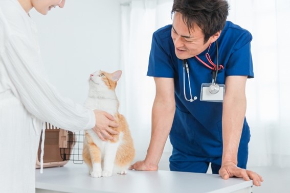 獣医が猫を見守る様子