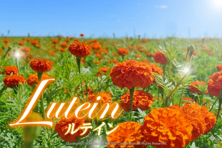 ルテインマリーゴールド